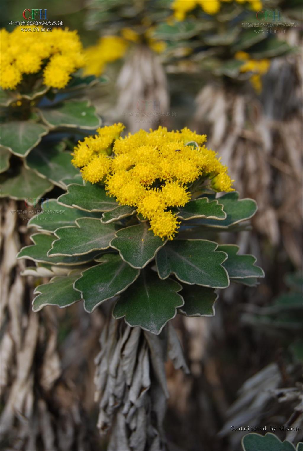  p>亚菊(拉丁学名:ajania pallasiana)为菊科多年