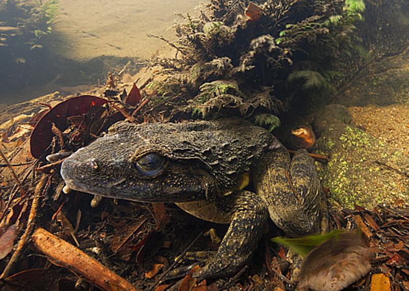  p>非洲巨蛙(学名: i>conraua goliath /i>):是蛙类中的"巨无霸".