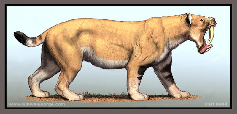  p>剑齿猫(homotherium latidens)是一种生活在更新世晚期的 a href="