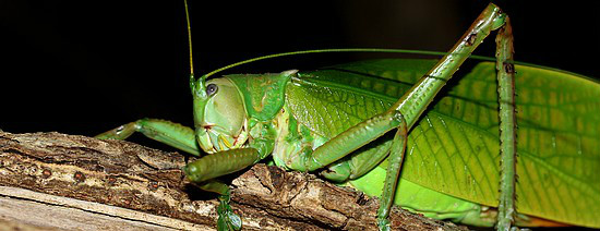 中文名为帝王螽斯,也是世界上最大的纺织娘螽斯,俗称:巨型椰子螽斯,鸣
