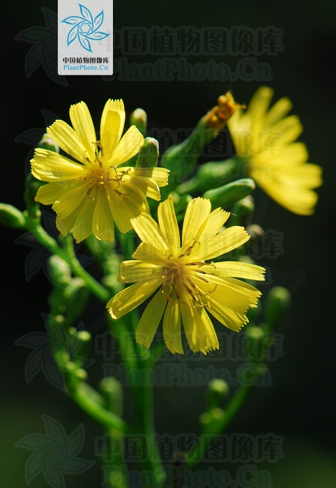  p> b>翼柄翅果菊 /b>(学名: i>pterocypsela triangulata /i>)是菊科