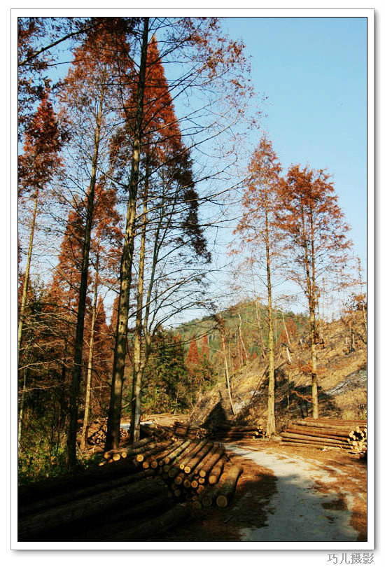  p data-id="gnx5fc0bk9">江西分宜县大岗山是分宜县最高的山峰,该山