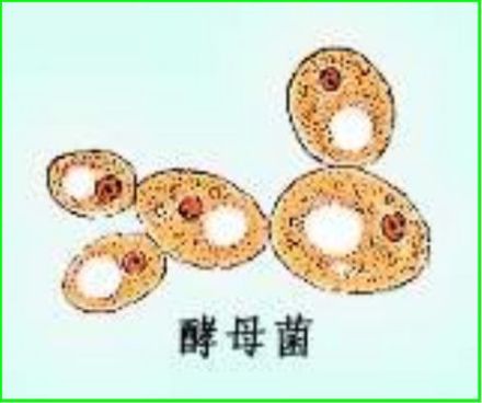 酵母_百度百科