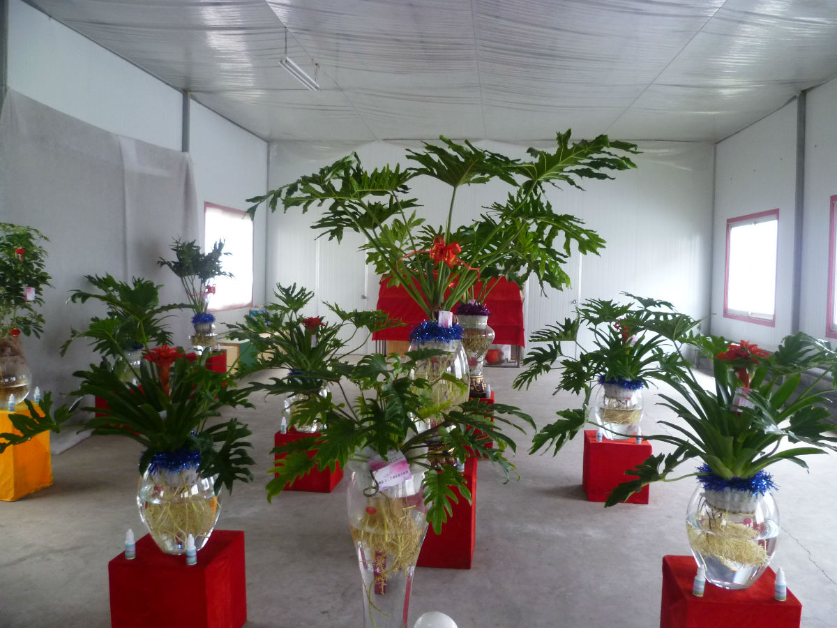 花之泉水培花卉基地