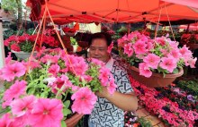 2016宜良花街节