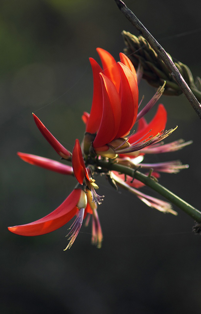 是豆科刺桐属植物,小乔木或乔木.