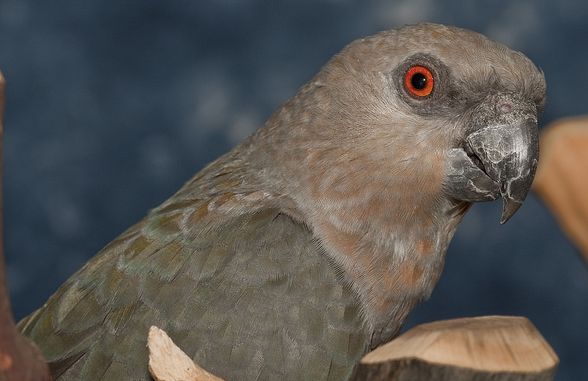  p>红腹鹦鹉(学名: i>poicephalus rufiventris /i>)仅有2个 a href="