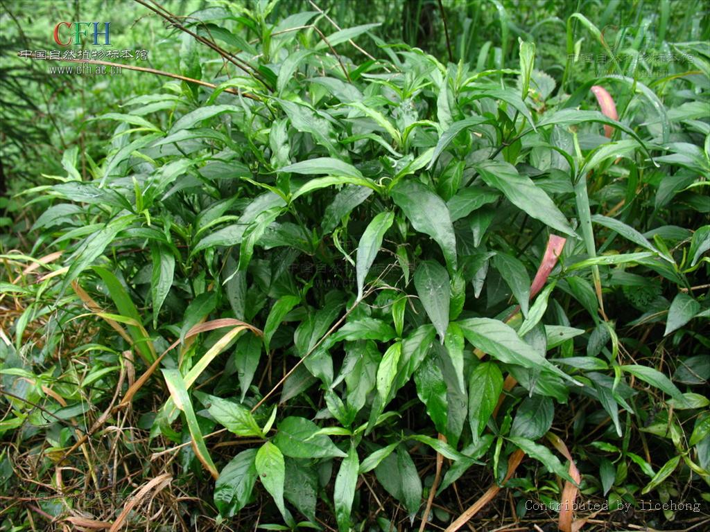 我国约11种.有些种在温室内栽培观赏.该属物种为草本或灌木.