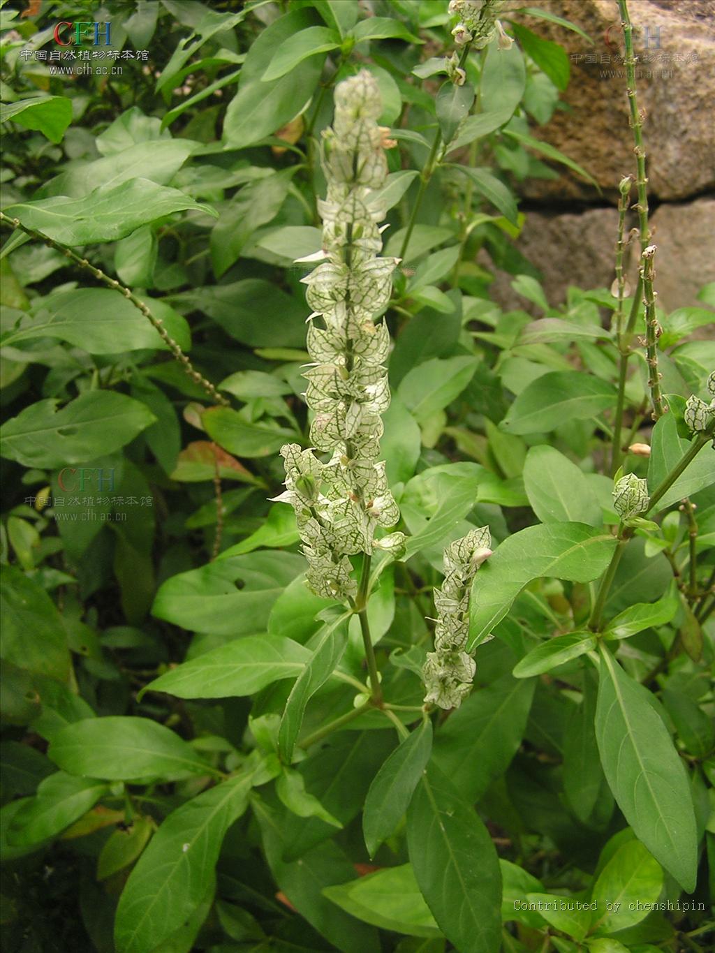  p>喜花草属是菊亚纲(asteridae),唇形目(lamiales),爵床科