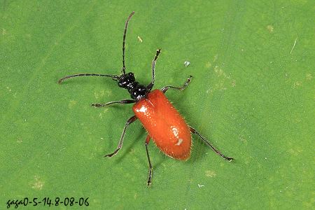 褐翅圆眼花天牛