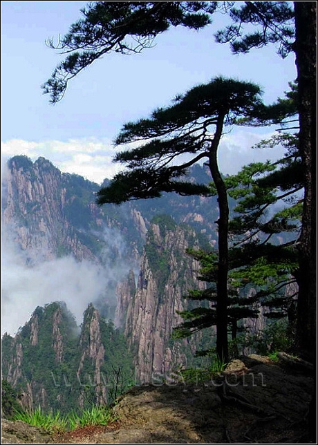  p>黄山松(学名: i>pinus taiwanensis /i> hayata)是松科,松属乔木