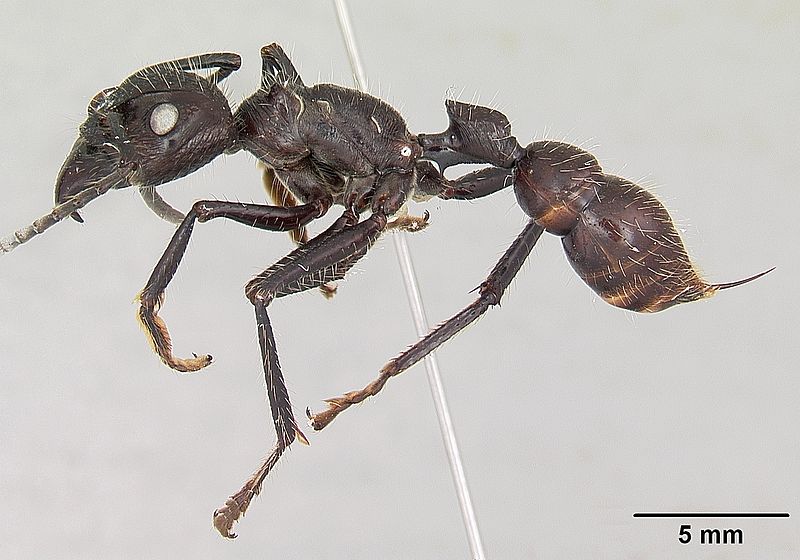  p>近猛蚁亚科(paraponerinae)的蚂蚁通常俗名为"子弹蚁",该亚科共有2