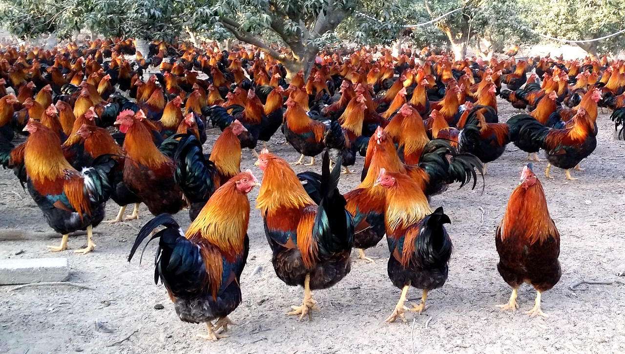 不同的生活环境和生产用途,生产与之相适应的产品,因而存在母鸡,公鸡