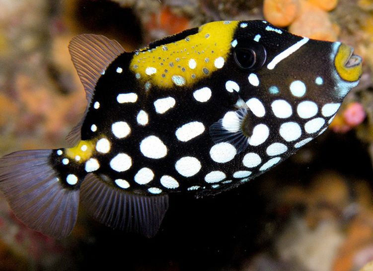  p>花斑拟鳞鲀(学名:balistoides conspicillum):俗名 a href="#"