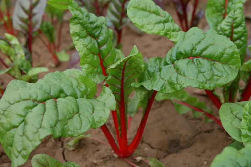  p>甜菜属,分布于 a target="_blank" href="/item/欧洲/145550" data