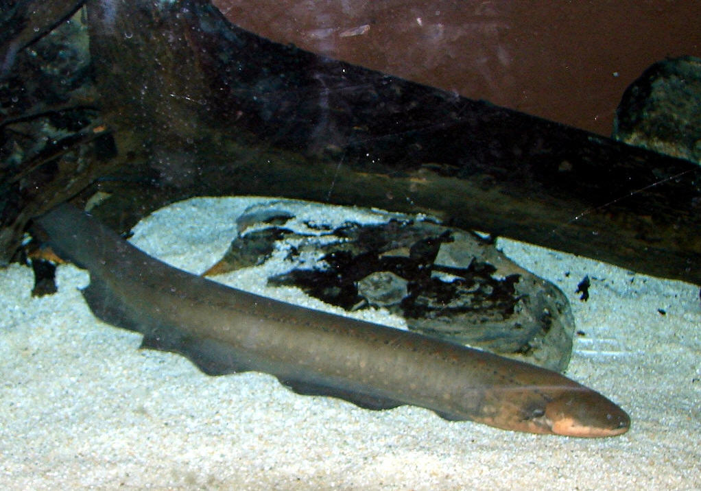  p>电鳗属于裸背电鳗科的鳗形南美鱼类,拉丁学名为electrophorus