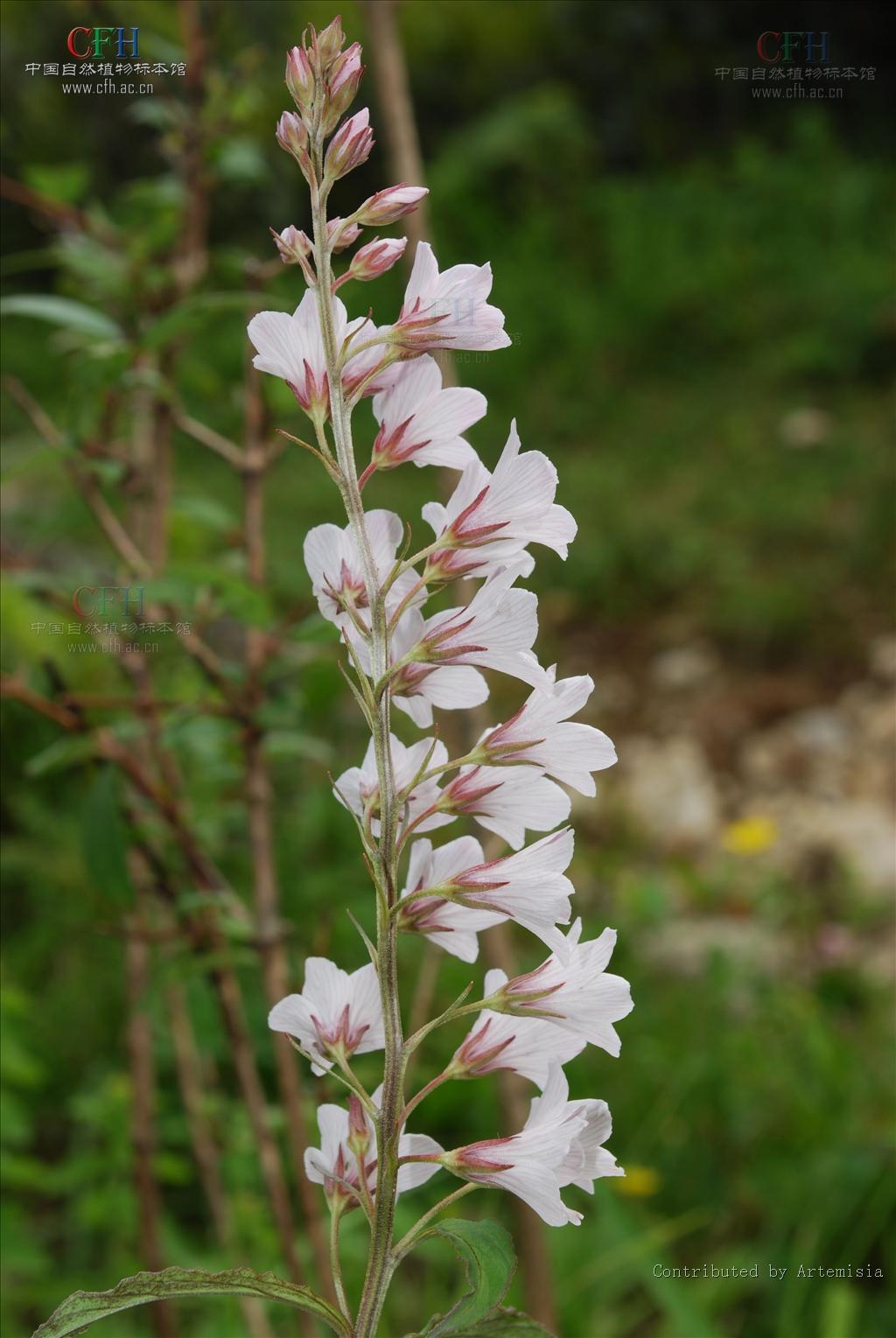  p> a href="#" data-lemmaid="7802155">大花珍珠菜 /a>(学名