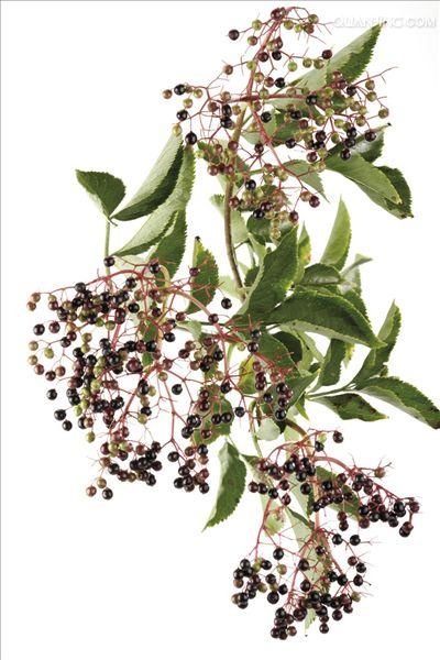 sambucus nigra