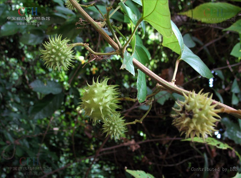  p>刺果藤属,学名byttneria loefl.