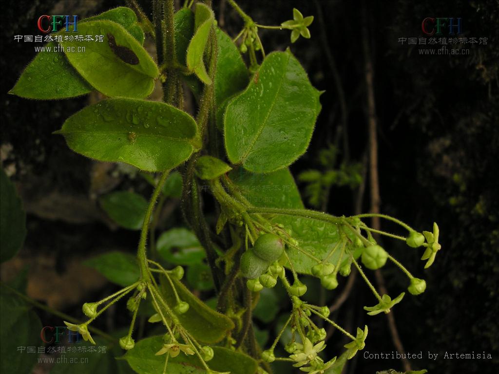 娃儿藤属, a target="_blank" href="/item/萝藦科">萝藦科 /a>,约60