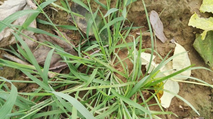  p>虮子草是禾本科的一类植物.一年生草木.秆较细弱,高30-60厘米.