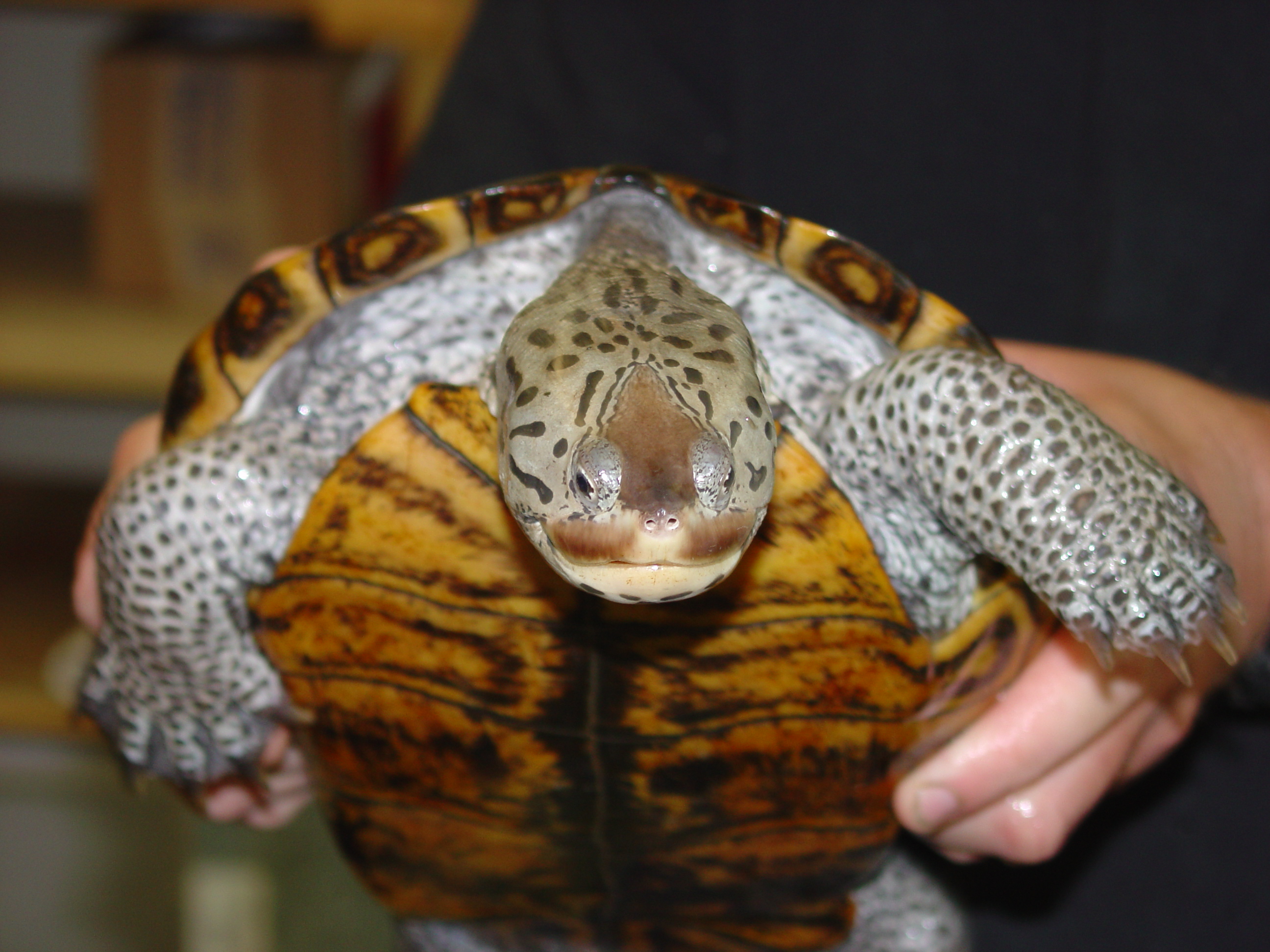  p>钻纹龟(学名: i>malaclemys terrapin /i>)是龟科,钻纹龟属动物.