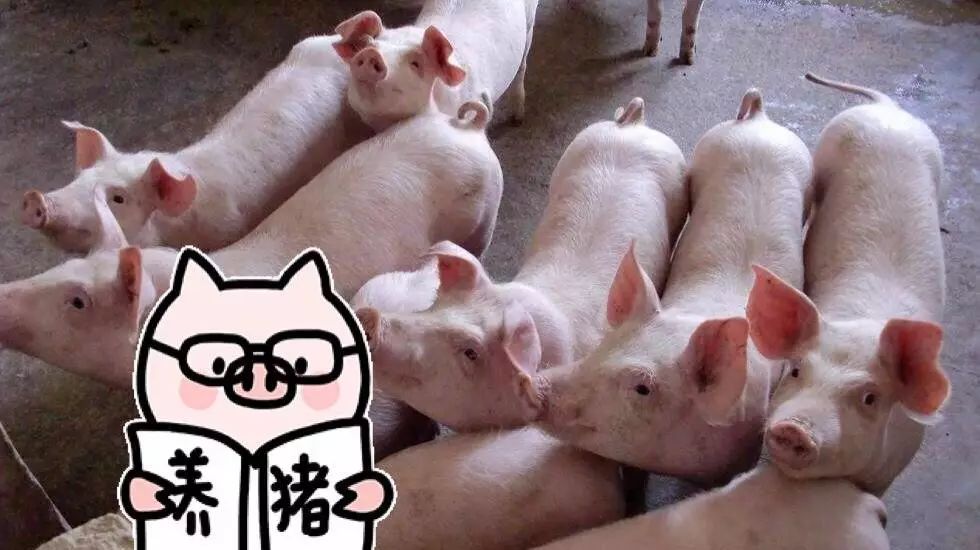 确认过你的脸，你是猪_百科TA说