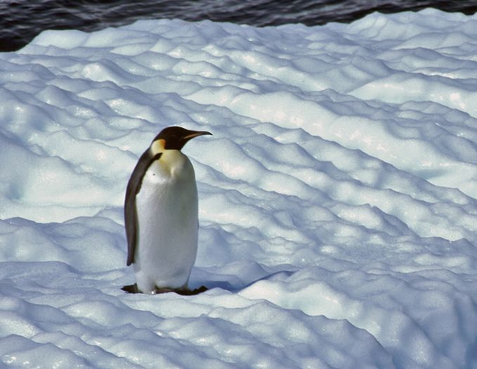  p data-id="gnsqdxvtmd">帝企鹅(学名: i>aptenodytes forsteri /i>)