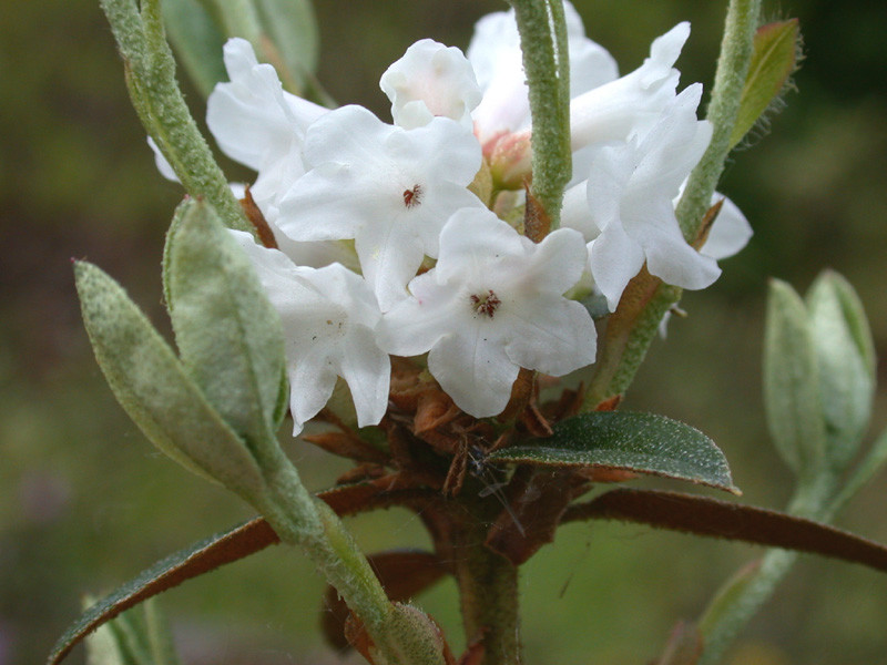  p>红背杜鹃(学名: i>rhododendron rufescens /i> franch.