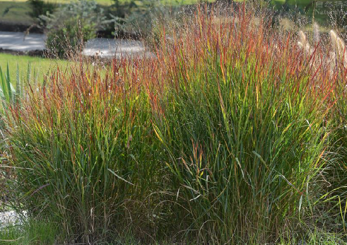  p>柳枝稷( i>panicum virgatum  /i>l i>. /i>)禾本科多年生草本.