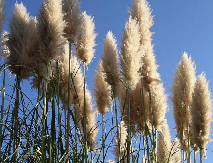芒草