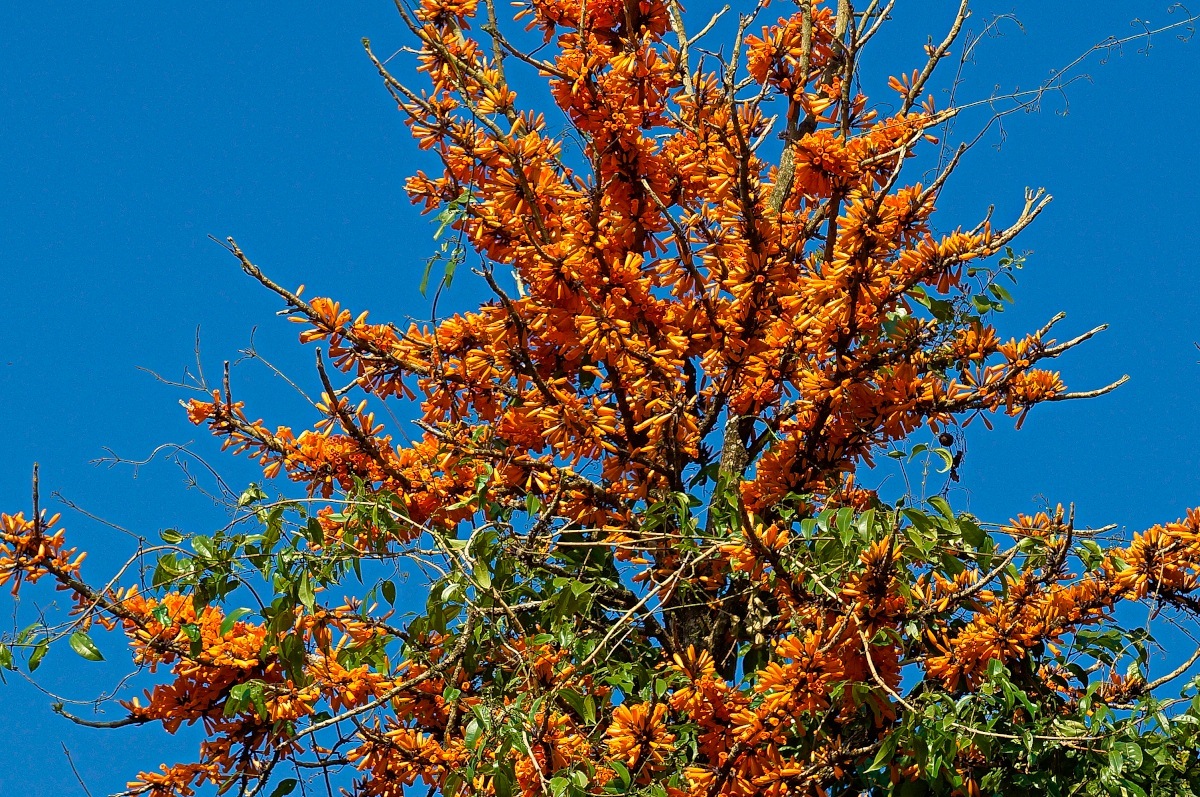  p>火烧花属( a target="_blank" href="/item/学名/8074290" data