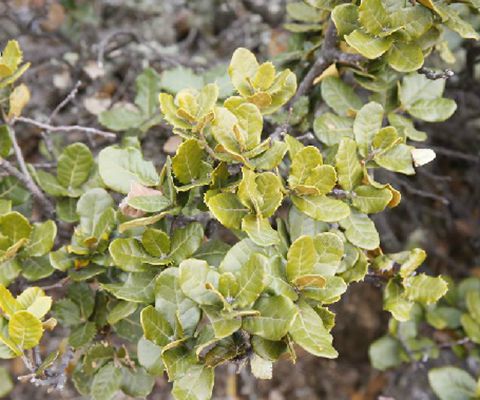  p>川滇高山栎(学名: i>quercus aquifolioides /i> rehd. et wils.