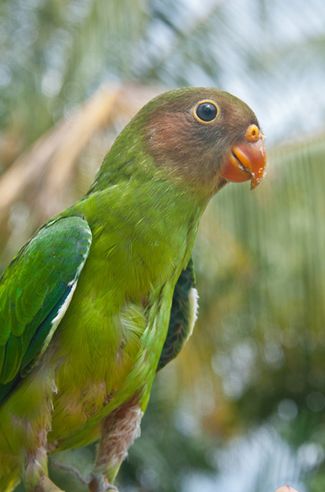  p>红颊鹦鹉(学名:geoffroyus geoffroyi)体长约21厘米,体重135～180