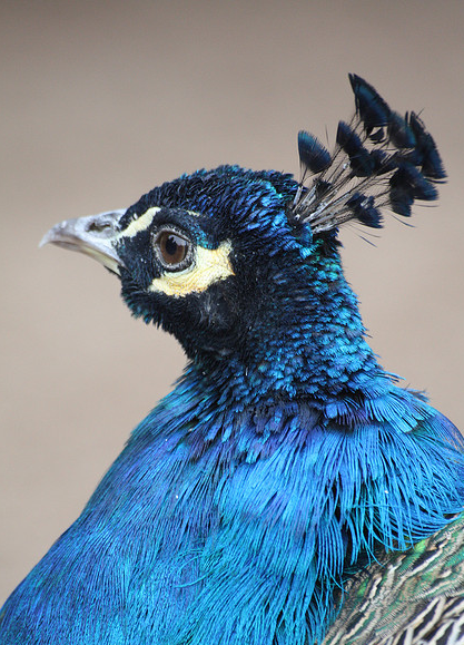  p>蓝孔雀(学名: i>pavo cristatus /i>):体长90-230厘米,翼展130-160