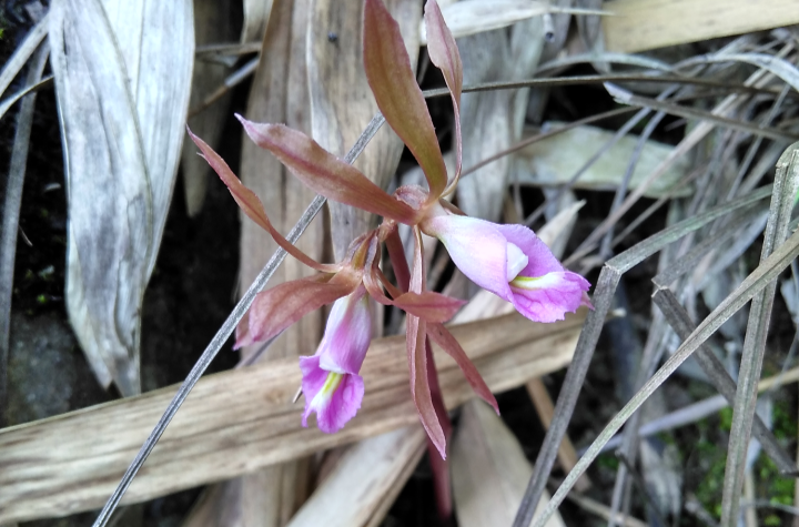 是兰科芋兰属植物,块茎圆球形,叶1枚,在花凋谢后长出,上面暗绿色,有