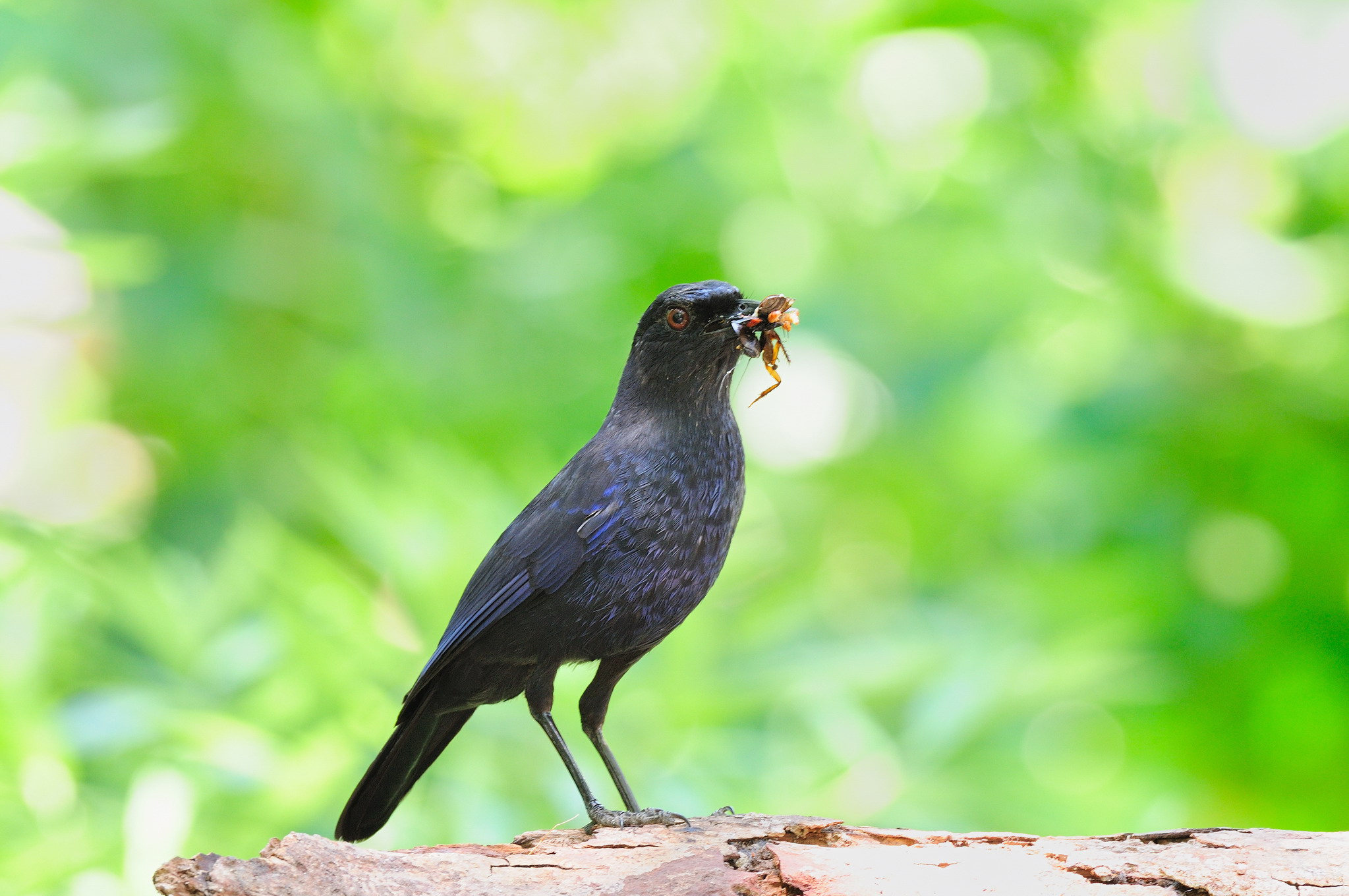  p data-id="tivzl2vclj2n">紫啸鸫是雀形目鸫科啸鸫属鸟类,又称黑雀