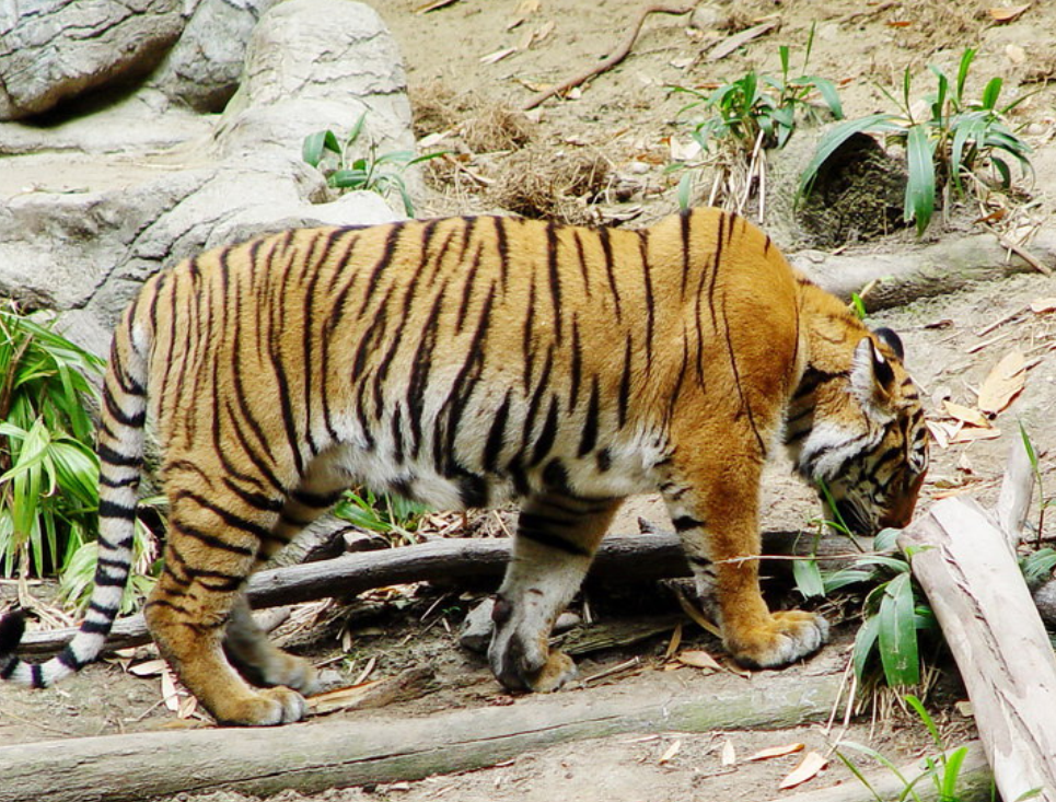  p>马来亚虎(学名: i>panthera tigris jacksoni /i>):是第三小的老虎