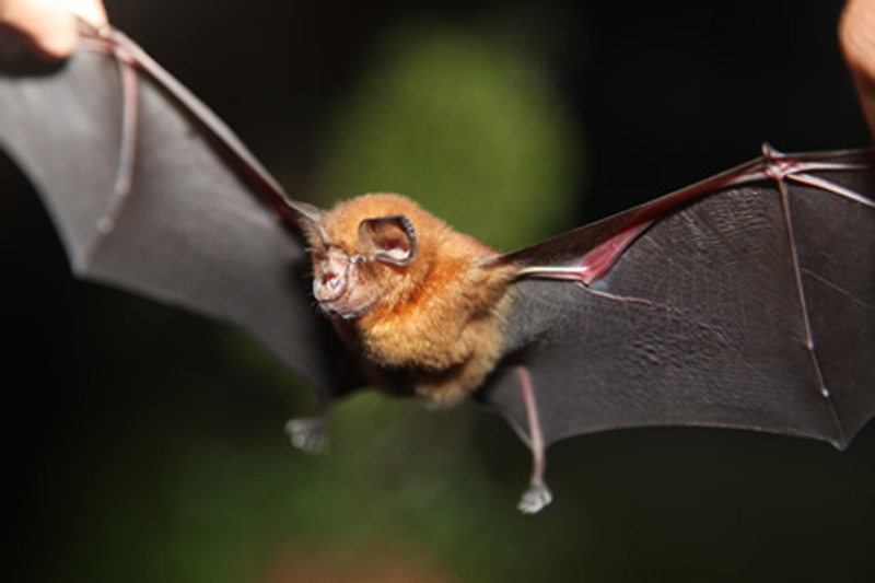  p>中华菊头蝠(学名: i>rhinolophus sinicus /i>):是哺乳纲,翼手目