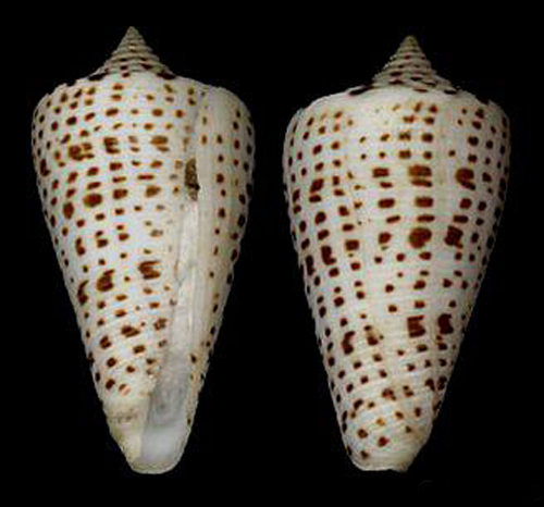 黑字母芋螺(学名:lindaconus spurius lorenzianus)是字母芋螺的亚种