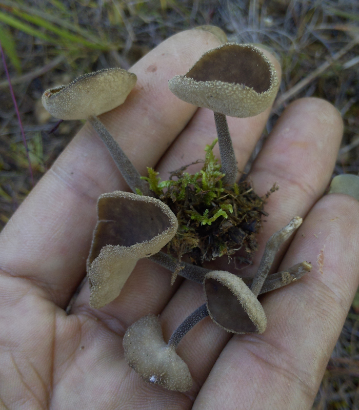 子实层面灰褐色,干时近黑色,背部表面灰色,有细毛,菌柄近圆柱形.