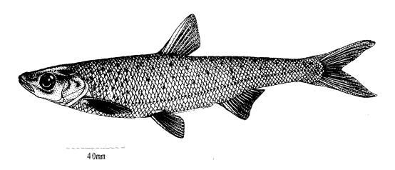  p>长尾白鱼( a href="#" data-lemmaid="8074290">学名 /a>:ana