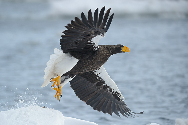 p>虎头海雕(学名: i>haliaeetus pelagicus /i>):是鸟纲,鹰科,海雕属