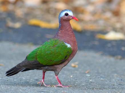  p>绿翅金鸠,鸟名,为鸠鸽科金鸠属的鸟类,俗名 a target="_blank"