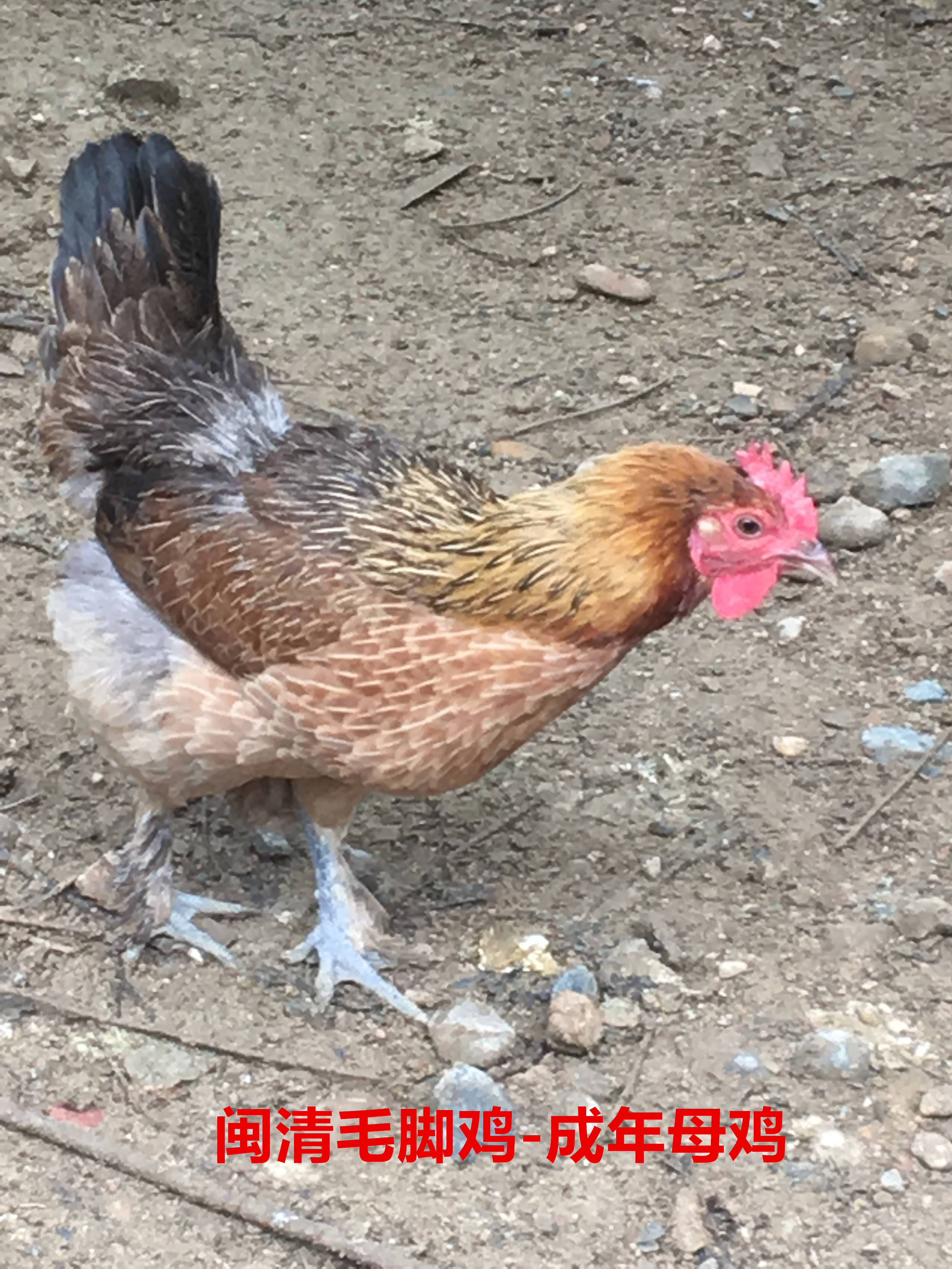 >闽清毛脚鸡 /b>( minqing maojiao chicken)俗称闽清本地鸡,闽清土鸡