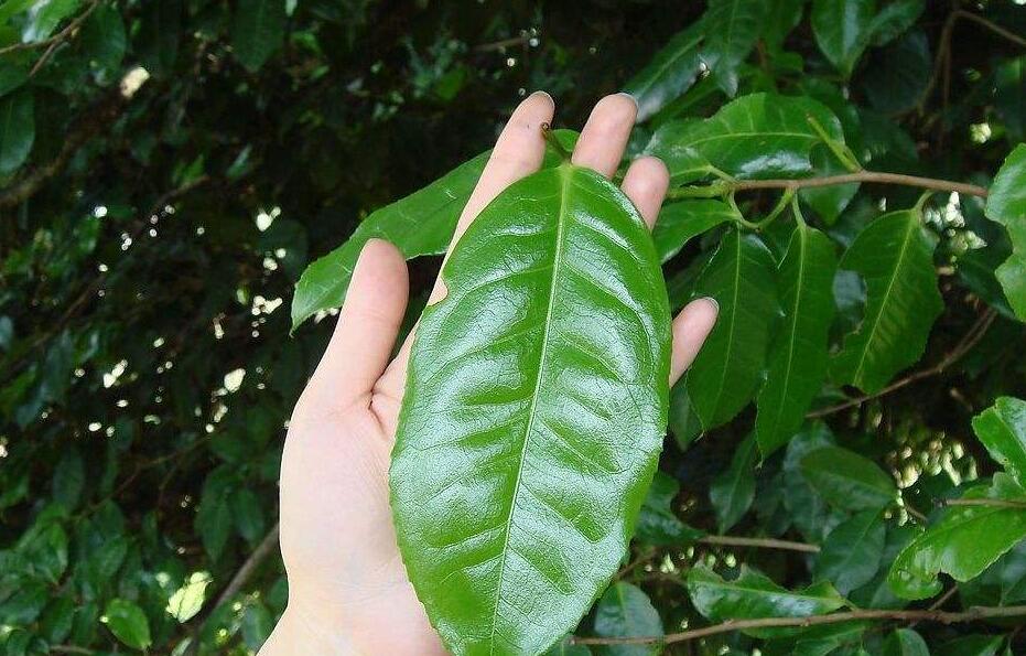  p>大叶金腰,虎耳草科金腰属植物. /p>