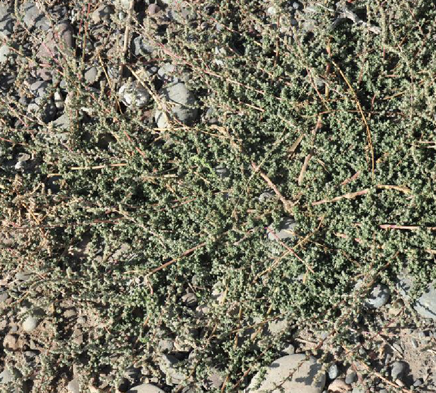  p>木地肤(学名: i>kochia prostrata /i> (l.) schrad.