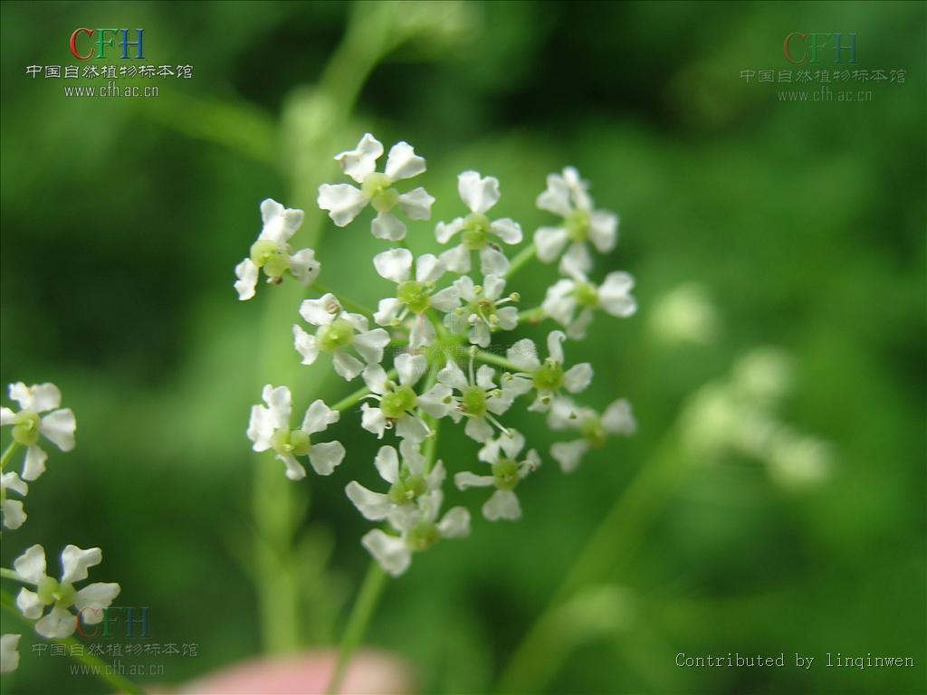  p>迷果芹属(学名: b>sphallerocarpus /b>&nbsp;besser ex dc.