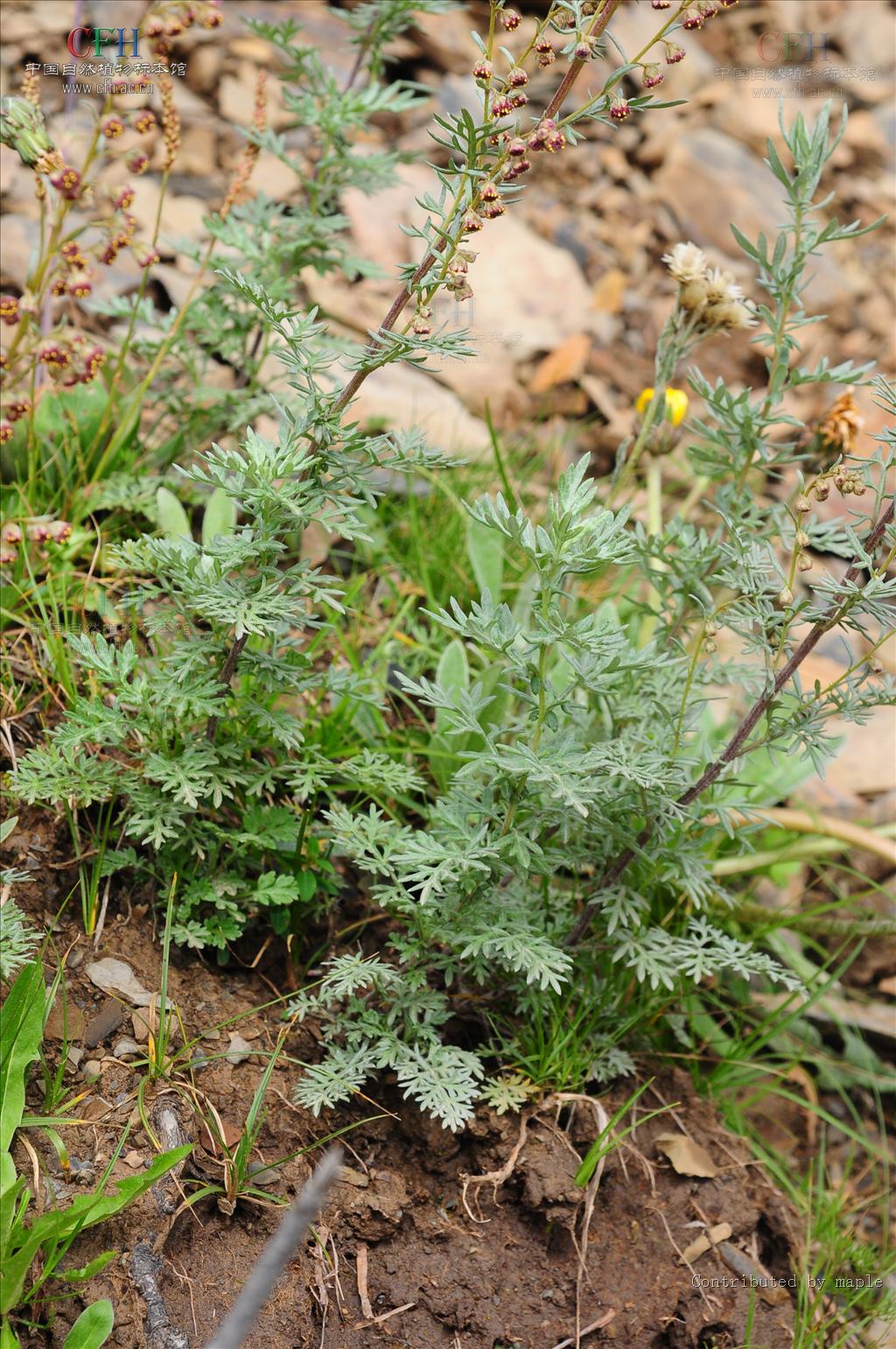  p>甘青蒿( a href="#" data-lemmaid="8074290">学名 /a>:artemisia