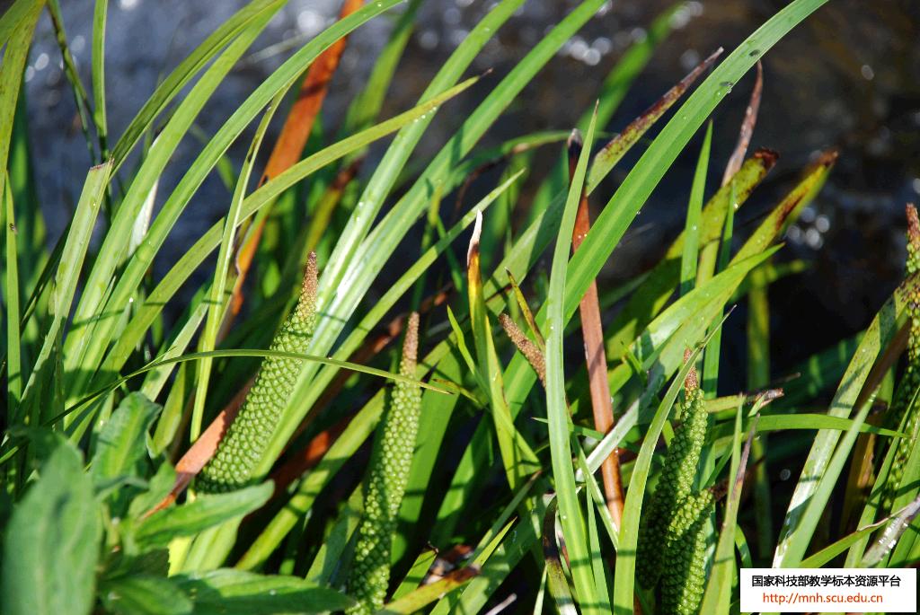  p>菖蒲属(学名:acorus l.